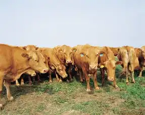 美毒猪肉入侵,养猪人穷死,吃肉人毒死
