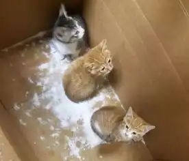 4只小猫被抛弃在街头,路人只围观不帮忙,原来是情侣吵架导致的