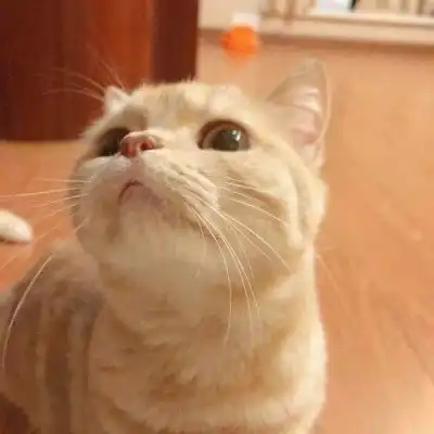 我们一起喵喵喵可爱情侣猫猫头像
