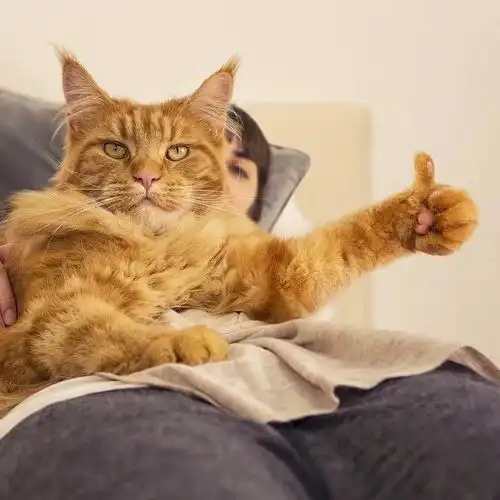 表情包沙雕猫咪聊天表情包你聊不动的天让小猫来

