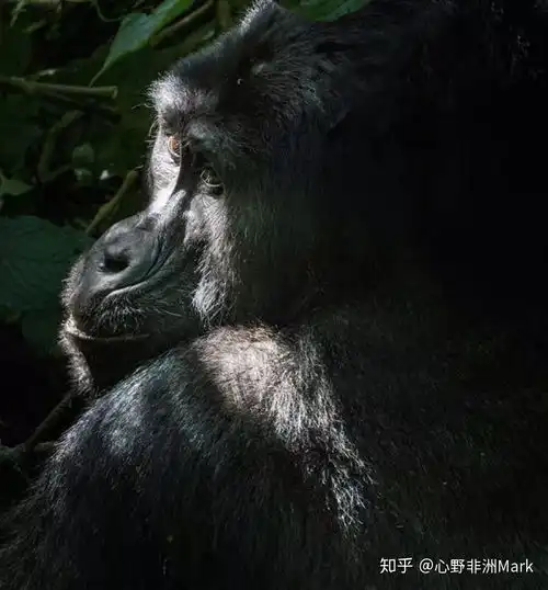 游走乌干达在猩球崛起之地与金刚同行
