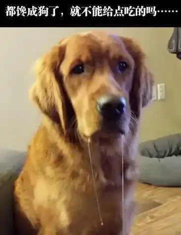 搞笑gif我刚刚把西瓜扔猪圈的时候,猪真的呵呵的笑
