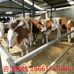 鸡西市一头母牛多少钱