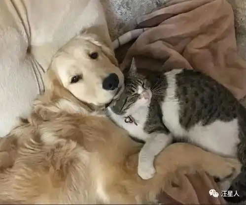 从小被猫咪欺负的小金毛长大后...
