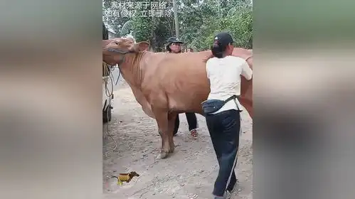 相会的公牛与母牛10