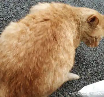 女儿捡到一只小奶猫,半年后画风突变,网友一看原来是它啊
