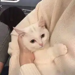 扑克一张的微博微博
