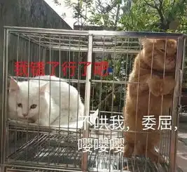 八戒,我的金箍棒在哪里棒就棒在配你的发型啊
