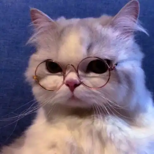 养猫家庭,这4种消毒剂千万千万不要用,对猫猫影响很大
