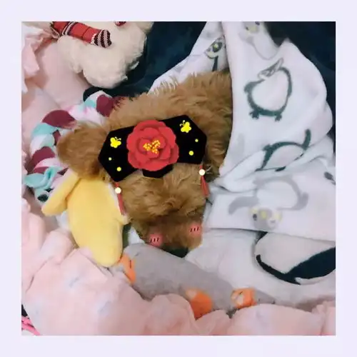 头条送给最可爱的宝宝肉丁宝宝生日快乐