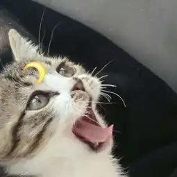 猫咪情侣头像一左一右
