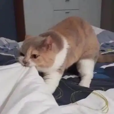 qq头像猫可爱搞怪大全白白胖胖充满希望
