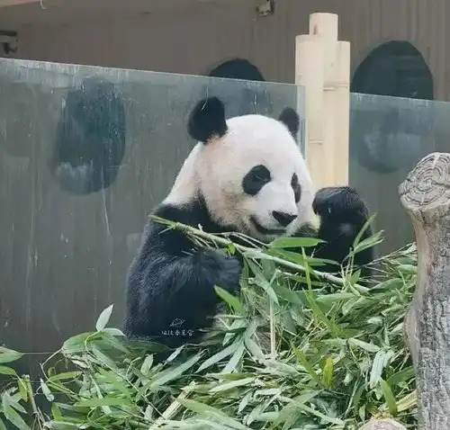 过水门迎接顶流大宝贝,来了
