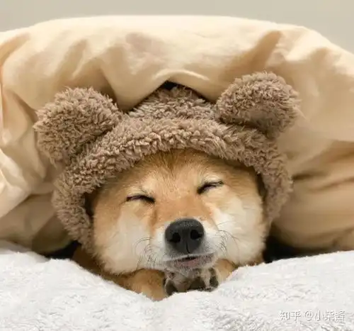 柴犬一岁,相当于人类的多少岁
