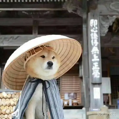 有哪些看着霸气可爱的狗狗头像
