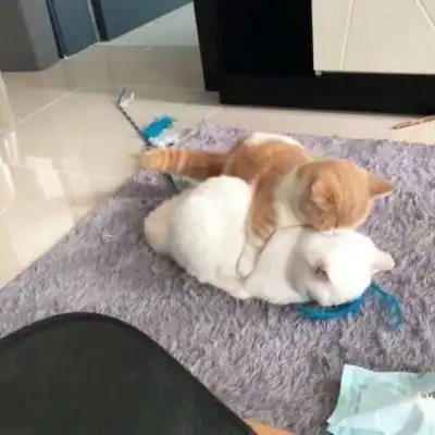 可爱又萌的小猫咪来了,动物搞笑情侣头像
