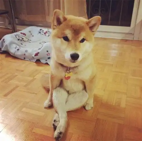 这条狗超萌坐姿的背后竟然有这么悲惨的故事
