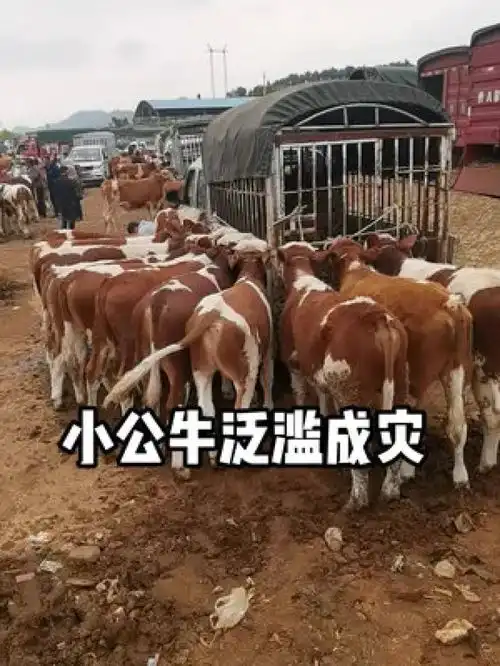 太难了,今年这小公牛直接没人要整个市场全部是公牛,母牛还好要的人还多诚信经营质量第一西门塔尔繁殖母牛西门塔尔小公牛
