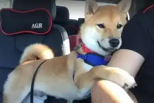 妈妈在开车,犯困的柴犬突然搂住她的手臂只有这样,我才能睡得着啦