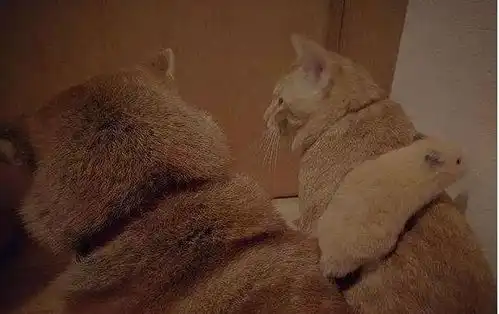 朋友喜欢宠物,但是家人缘故不能多养,就养了一狗一猫一仓鼠
