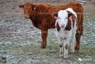 这么全的资料,家里养小母牛的必须看