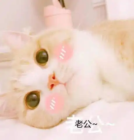 表情包想在夏天和猪猪环游世界
