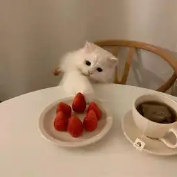 朋友圈配图丨猫猫教你周末正确打开方式
