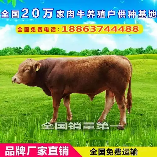 养驴场养殖肉牛牛
