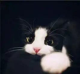 文学艺术作品中的猫
