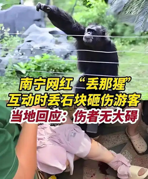 南宁网红黑猩猩丢那猩扔石块砸伤游客,园方不应出现石块
