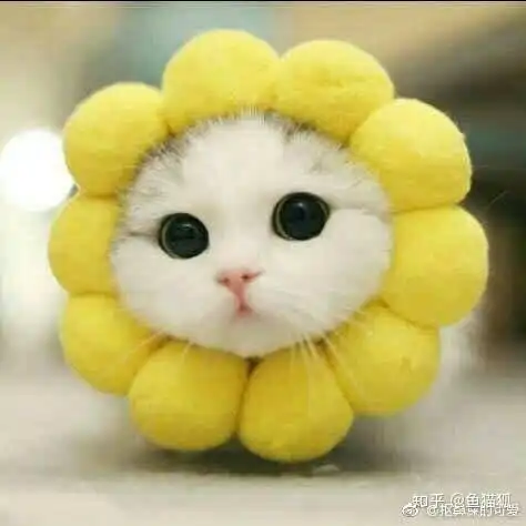 大家有没有好看的黄色系情侣头像我太喜欢黄色头像了
