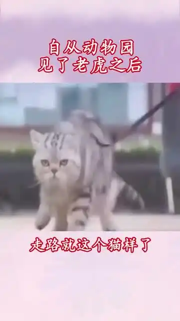 去了趟动物园,重新认识了自己,我也是有大哥罩着的猫了
