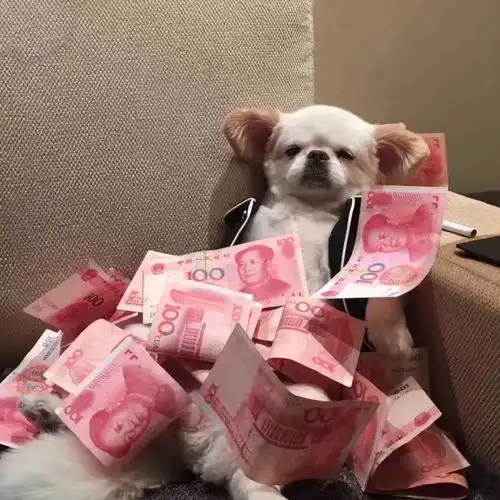 猫狗头像
