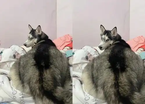 千万别让二哈带孩子了...这也太费娃了
