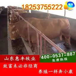 改良三元杂交牛改良牛,西门塔尔牛犊最新价格
