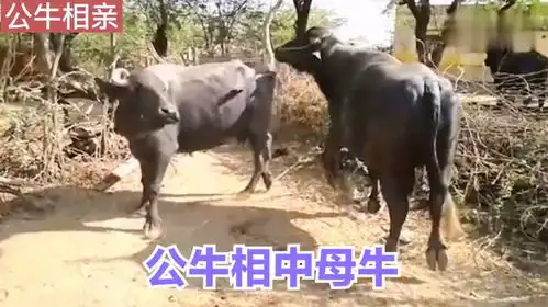 公牛相中母牛,急的公牛直跺脚,牛主快使用大招呀