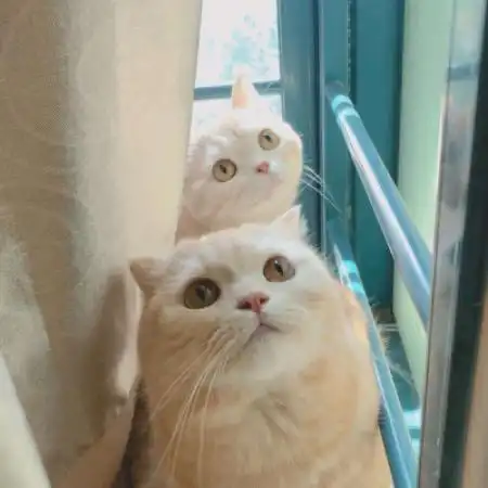 猫咪情头你们喜欢的猫咪情侣头像又来了
