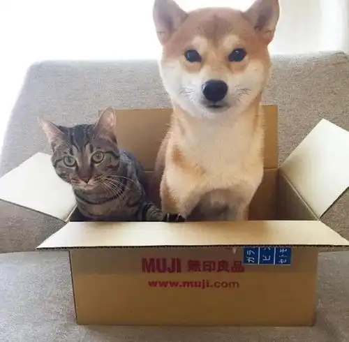 自从家里来了一只狸花猫,柴柴秒变宠妻狂魔