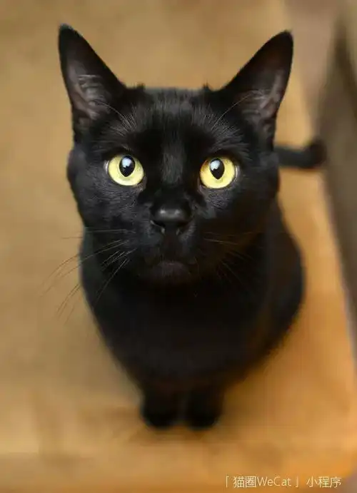 原来猫的眼睛可以这么美,装满星辰和大海猫圈话题
