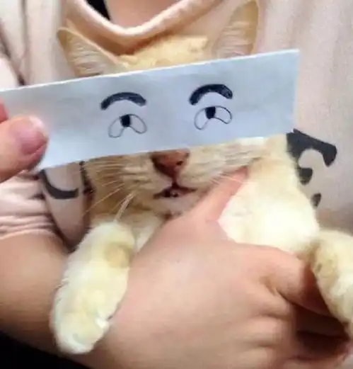 每日一笑看完这组图,你还能记清楚猫的眼睛长啥样吗
