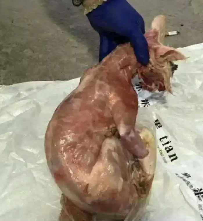一女子在宠物店退货遭拒后将猫残忍杀害并丢宠物店门口

