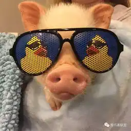 就是这只猪,活出了很多人梦想的样子
