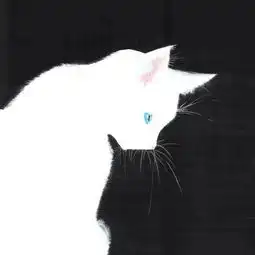 求几张关于猫咪类型的情侣头像或图片
