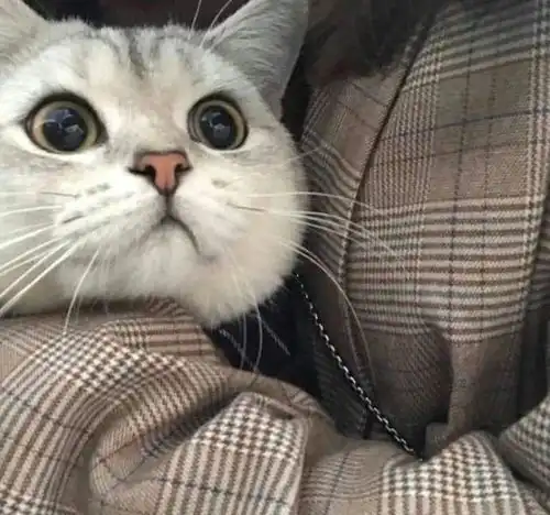 猫咪攻击前的表现有以下6种行为之一,保护好自己
