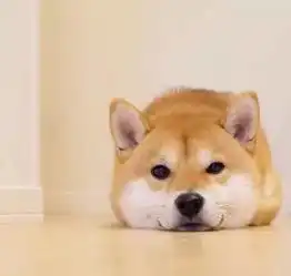 柴犬小头像,无水印,拿走不谢
