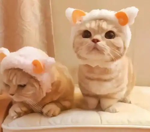 猫咪半夜挠门,怎么办教你见招拆招
