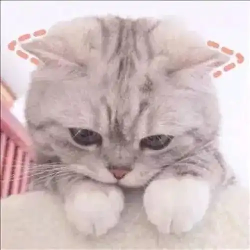 对比有好几只猫的大户人家,我没条件养猫有什么好处
