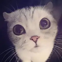 大眼萌猫可爱的小表情真是要被萌化了
