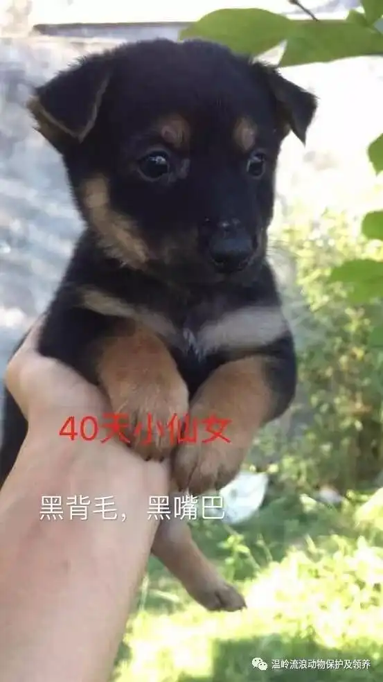 不想过光棍节不想做单身汪温岭小动物保护协会来帮你脱单
