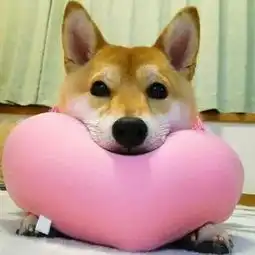 猫猫狗狗的有爱情侣头像
